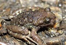 Loài cóc mới trên đỉnh Fansipan