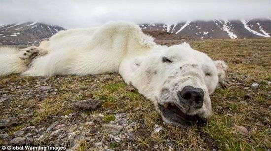Phát hiện gấu Bắc Cực chết đói