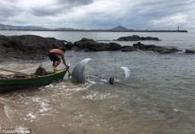 Cá đuối nặng hơn một tấn khiến ngư dân Brazil hoảng sợ