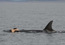 Cá voi đau xót trước cái chết của đồng loại như con người