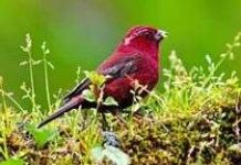 “Phương ngữ” của loài chim