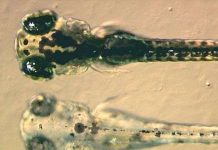 Những đứa con không gian có thể bị dị dạng