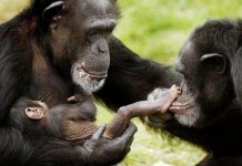 Vai trò của giống cái trong việc hình thành loài người