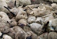 Bí ẩn những vụ tự sát tập thể của loài vật