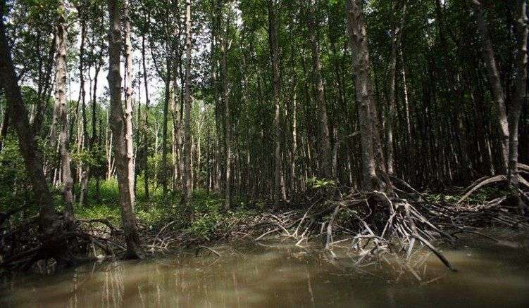 Vẻ đẹp mê hoặc của khu rừng rậm ngay sát Sài Gòn