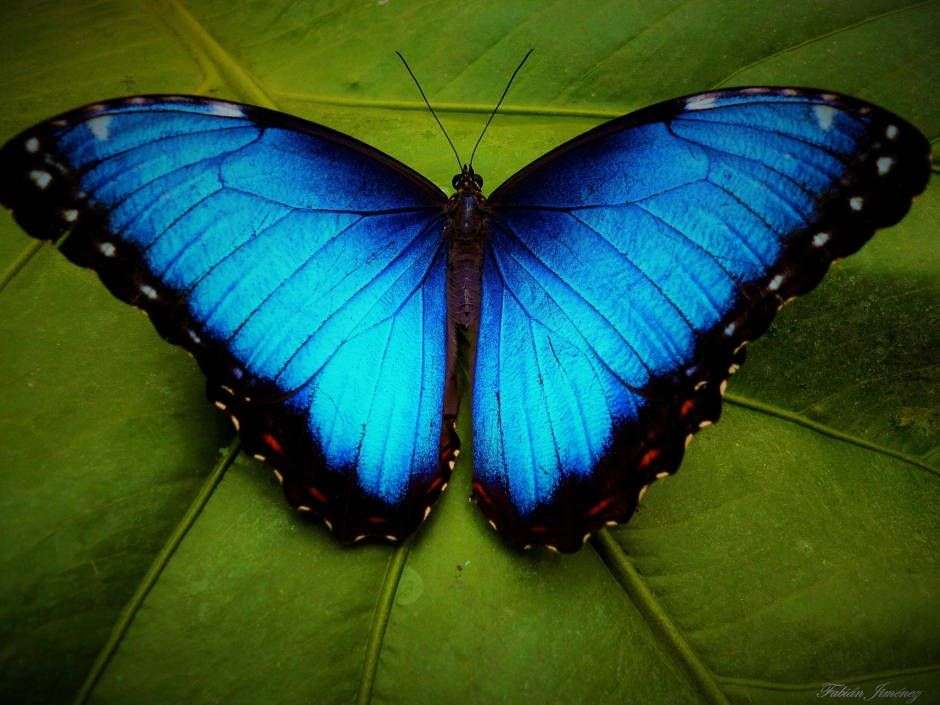 Điểm những sự thật khó tin về loài bướm xanh