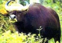 "Bệnh viện động vật" giữa rừng Cát Tiên