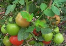 Sản xuất chế phẩm EM đa năng