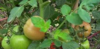 Sản xuất chế phẩm EM đa năng