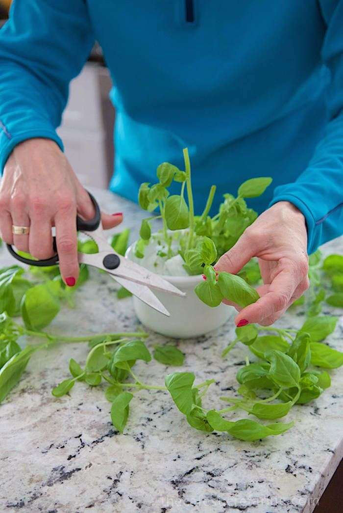 Tự trồng húng quế theo cách thủy canh đơn giản tại nhà