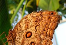 Tại sao bướm có đốm mắt?