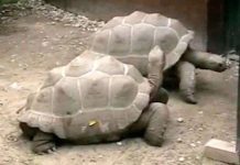 Ly hôn sau 115 năm chung sống