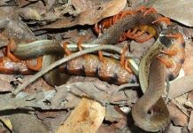 Rết cắn chết và ăn hết một con rắn đang đẻ trứng