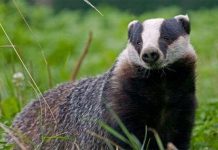 Động vật hoang gây náo loạn trường học