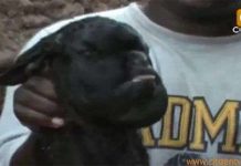 Kỳ lạ con dê mang khuôn mặt người Kỳ lạ con dê mang khuôn mặt người