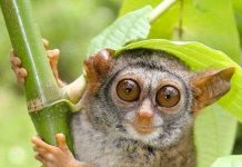 Năm loài động vật có nguy cơ tuyệt chủng Năm loài động vật có nguy cơ tuyệt chủng