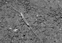 Phát hiện bọ đuôi dài dưới lòng đất nhờ mồi nhử pho mát