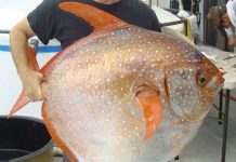 Phát hiện chấn động giới khoa học về loài cá mặt trăng kỳ lạ Phát hiện chấn động giới khoa học về loài cá mặt trăng kỳ lạ