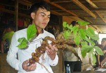 Đào được củ sâm Ngọc Linh 100 năm tuổi Đào được củ sâm Ngọc Linh 100 năm tuổi