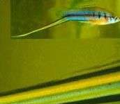 Cá mọc kiếm chỉ để trang trí