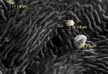 Lá cây chỉ thị mức ô nhiễm Lá cây chỉ thị mức ô nhiễm