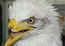 Đại bàng với chiếc mỏ nhân tạo