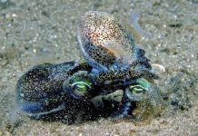 Đoản thọ vì sex suốt 3 giờ Đoản thọ vì sex suốt 3 giờ