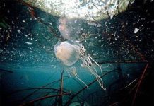 Giật mình với hiểm họa sứa xâm chiếm các đại dương