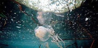 Giật mình với hiểm họa sứa xâm chiếm các đại dương