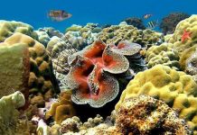 Tận mục loài sò khổng lồ nặng 3 tạ của Việt Nam