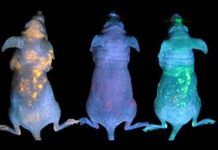 10 phát minh khoa học - công nghệ ấn tượng