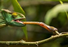 Những cách dùng lưỡi độc đáo của động vật Những cách dùng lưỡi độc đáo của động vật