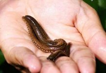 Loài đỉa có răng khổng lồ ở lưu vực sông Amazon