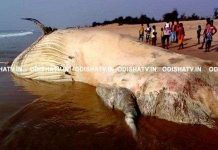 Xác cá mập voi lớn như xe tải dạt vào bờ biển Ấn Độ