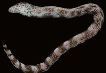 Loài cá Bắc bán cầu được tìm thấy ở Việt Nam