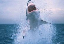 Phát hiện kinh ngạc về đời sống tình dục của những "sát thủ đại dương"