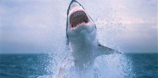 Phát hiện kinh ngạc về đời sống tình dục của những "sát thủ đại dương"