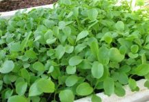 Cách trồng rau cải ngọt xanh tốt tại nhà