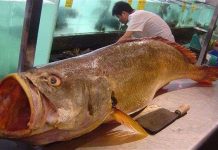 Bắt được cá sắp tuyệt chủng trị giá gần 10 tỉ