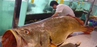 Bắt được cá sắp tuyệt chủng trị giá gần 10 tỉ