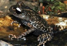 Tìm thấy cóc mắt trắng trên cao nguyên Langbian ở Việt Nam