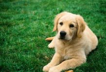 Huấn luyện chó khám bệnh