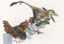 Quá trình tiến hóa có thể... đi giật lùi?