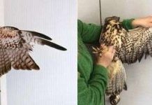 Diều hâu được ghép lông như thế nào?