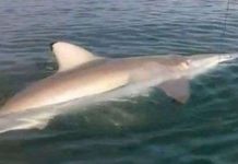 Cha con người Mỹ câu được cá mập "khủng"