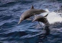 Cá heo xoay tròn như thế nào?