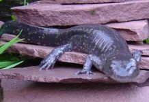 Phát hiện về nguyên lý tái sinh cơ thể của kỳ nhông