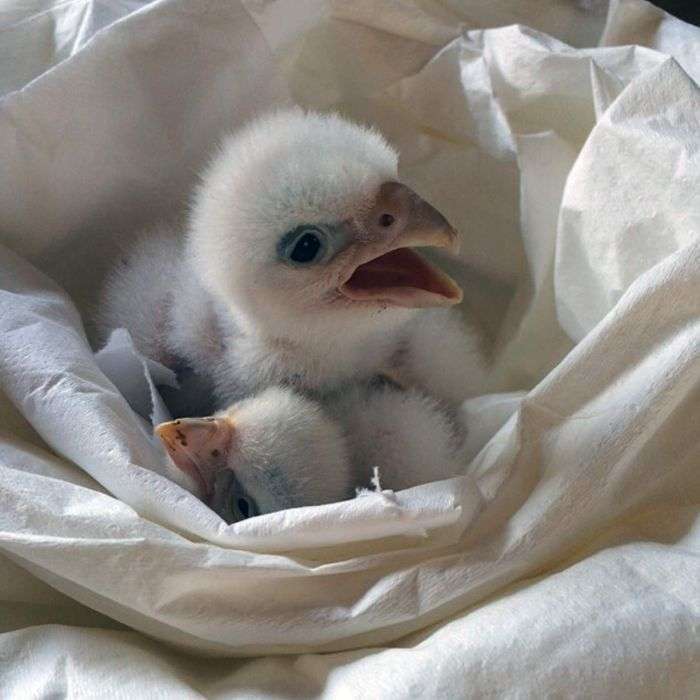 Chim cắt bạch tạng nghìn đô đoàn tụ với mẹ