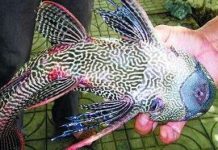 Bắt được 'quái ngư' phát ra tiếng kêu như ếch