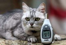 Cô mèo xám trắng 12 tuổi cao giọng nhất thế giới